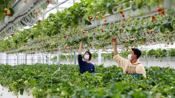 5 thị trường, 1 chiến lược: [Bài 2] Động lực mới của thương mại Việt-Hàn