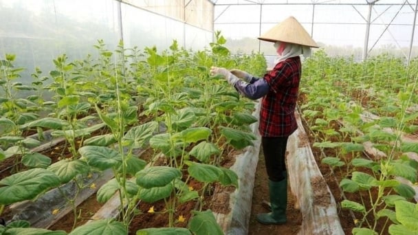 Developing sustainable agriculture through land policies