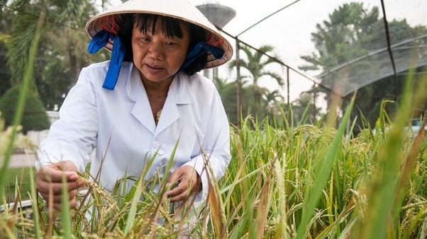 Hợp tác liên vùng cải thiện hệ thống lương thực - thực phẩm ở châu thổ Mekong
