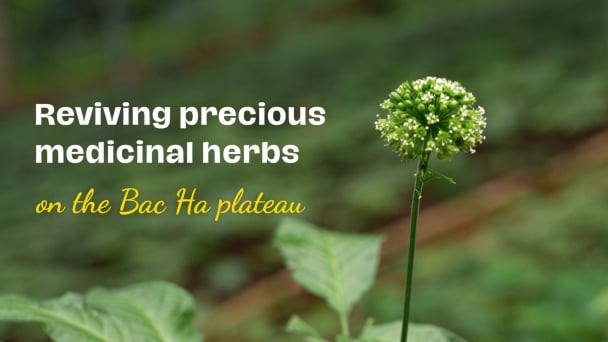 Reviving precious medicinal herbs on the Bac Ha plateau