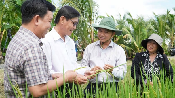 Soc Trang province succeeds in bringing specialty rice to the world