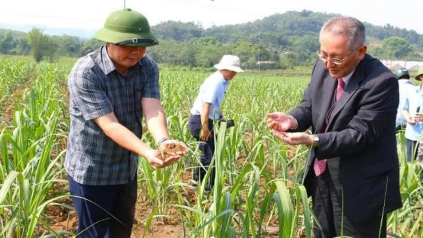 Low-emission sugarcane to earn revenue from carbon credit market