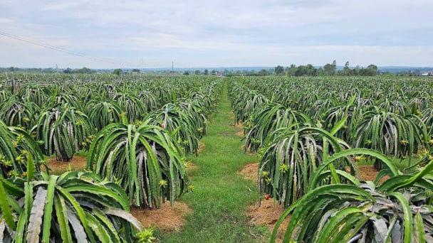 GlobalGAP dragon fruit: The key to conquer any market