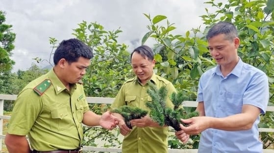 Rare population of Fansipan fir discovered in Muong Hum