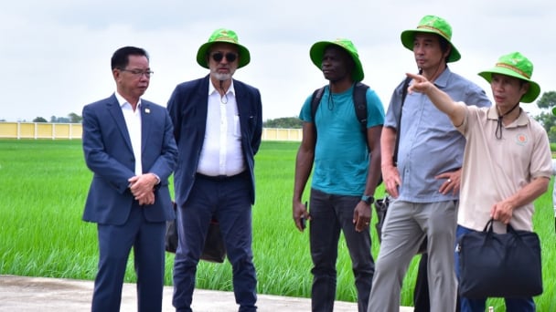 Private sector's cooperation to develop high-quality rice varieties in Senegal