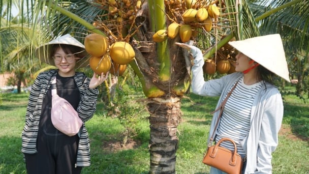 Organic coconuts from Tay Ninh province boost green tourism