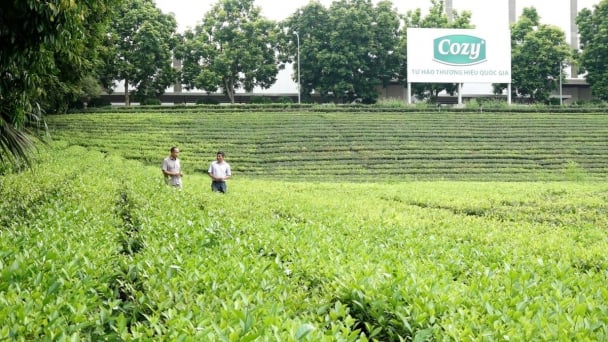 The organic tea journey of Cozy tea founder