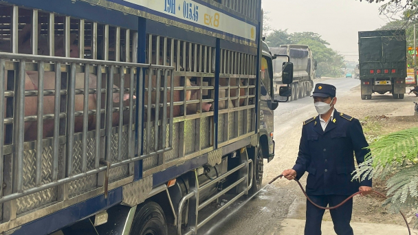Hà Nội tăng cường kiểm dịch động vật, kiểm soát giết mổ