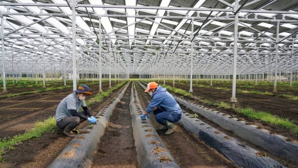 GIZ tìm kiếm 5 mô hình thí điểm điện mặt trời trong nông nghiệp