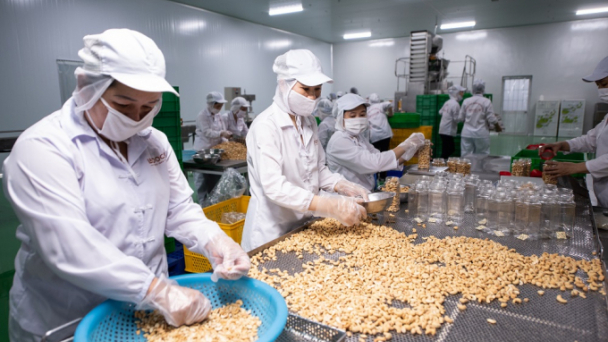 Ngành điều trong cơn khốn khó: Ra biển lớn bằng chính tên tuổi điều Việt Nam