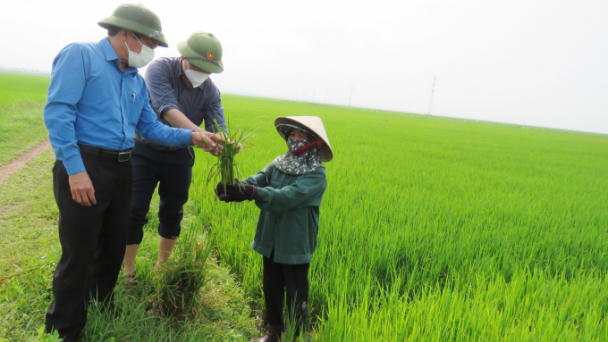 Quảng Bình ngăn chặn đạo ôn lây lan trên đồng ruộng