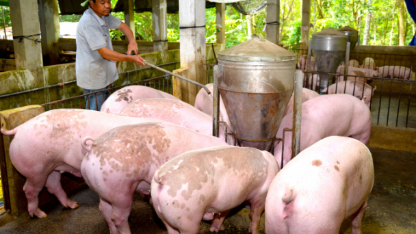 Làm giàu cùng chăn nuôi: [Bài 2] - Kiên trì nuôi heo an toàn sinh học