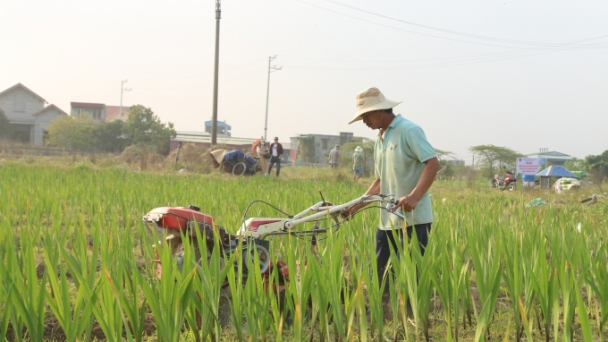 Chuyển đổi cơ cấu cây trồng vừa hạn chế bỏ ruộng vừa tăng thu nhập