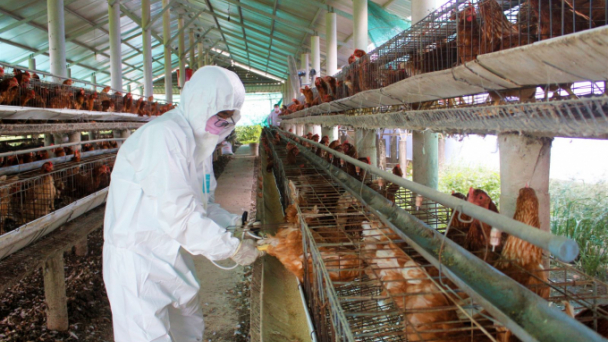 Sử dụng vacxin cúm gia cầm ‘đúng thuốc đúng bệnh’
