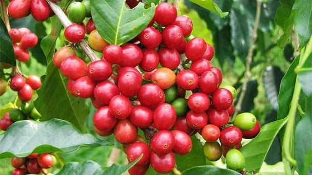 Giá cà phê hôm nay 3/10/2023: Thị trường tăng trở lại