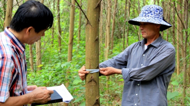 Đẩy mạnh cấp chứng chỉ rừng bền vững theo mô hình nhóm