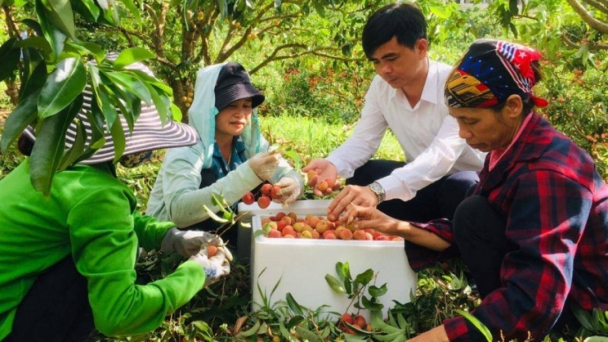 Đẩy mạnh liên kết vùng, kết nối tiêu thụ sản phẩm cho HTX