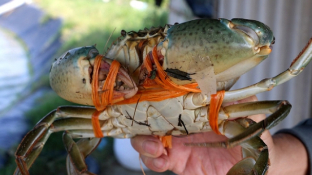 Nuôi cua thâm canh, nông dân thu lãi 200 triệu đồng/ha