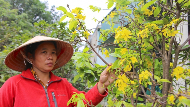 Mai nở đồng loạt, dân Kỳ Nam lo mất Tết
