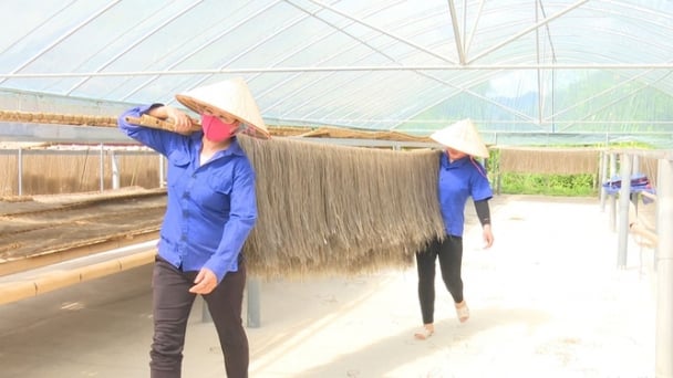 Trời nắng đẹp, 'thủ phủ miến dong' vào vụ Tết bội thu
