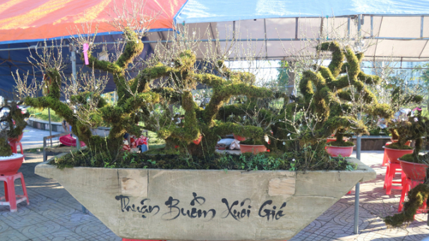 Nhất chi mai ‘thuận buồm xuôi gió’ hút khách ở chợ hoa Hà Tĩnh