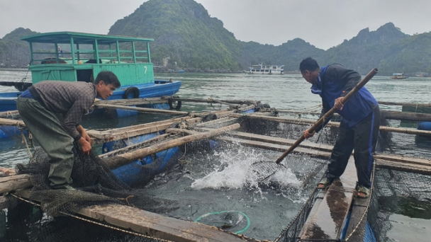 Sản xuất nông nghiệp Hải Phòng vượt ngưỡng 15 nghìn tỷ đồng
