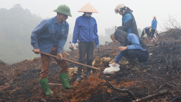 Trấn Yên ra quân trồng măng tre Bát Độ năm 2023