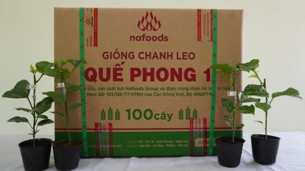 Quế Phong 1 – giống mới triển vọng của ngành chanh leo Việt Nam