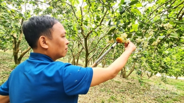 Nông dân xứ Tuyên hối hả thụ phấn cho bưởi