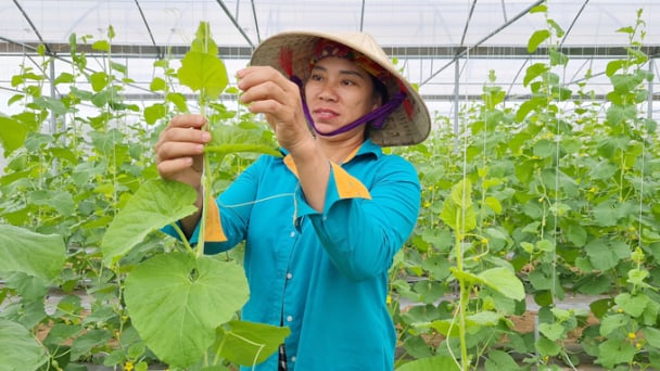 Huyện Quỳnh Lưu đạt chuẩn nông thôn mới