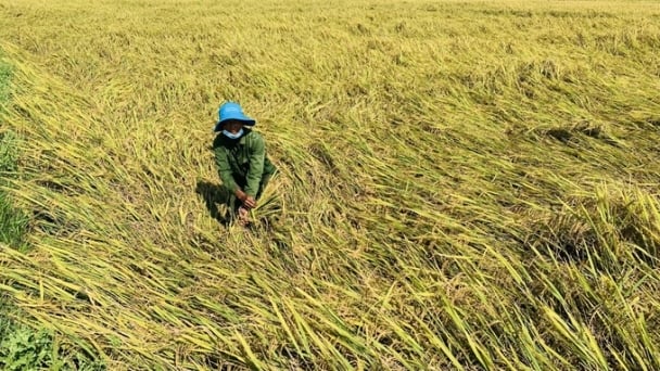 Sớm xây dựng kịch bản cho vụ mùa, hè thu và vụ đông phía Bắc