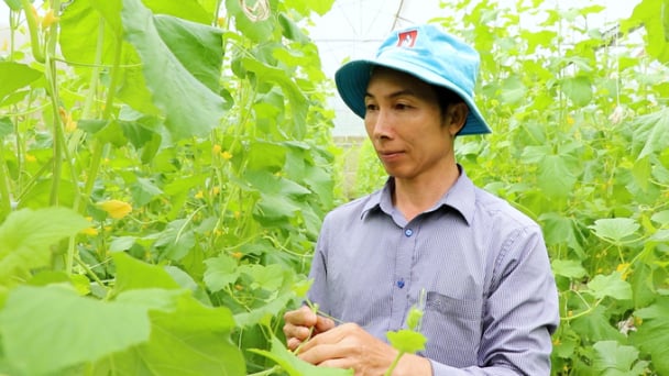 Trồng dưa lưới hữu cơ, lợi nhuận gấp 5 lần thông thường
