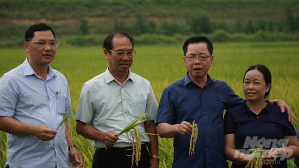 Không liên kết làm cánh đồng lớn thì nông dân chỉ có thiệt