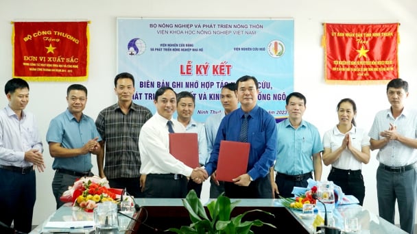 Hợp tác nghiên cứu, phát triển sản xuất và kinh doanh các giống ngô