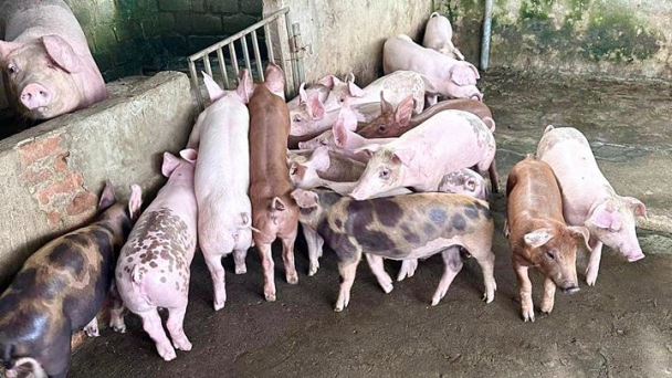 Giá heo hơi hôm nay 5/8/2023: Biến động trái chiều