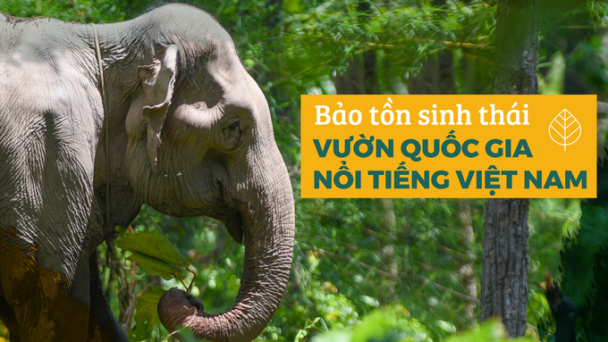 Ông Tây đến Yok Đôn làm bảo tồn voi