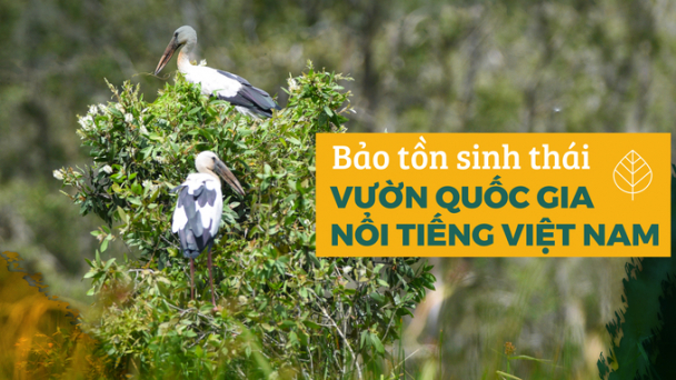 Cứu sếu bên bờ tuyệt chủng