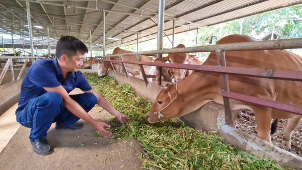 Hà Giang có giống bò vàng [Bài 4]: Hàng hóa đặc sản gắn với văn hóa