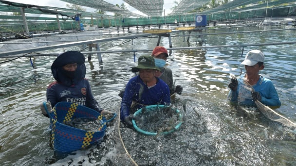 Xuất khẩu thủy sản đối mặt khó khăn về đơn hàng