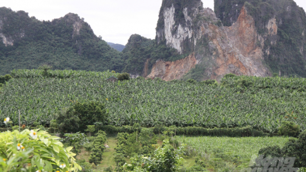 Tàn tạ vùng cam Cao Phong