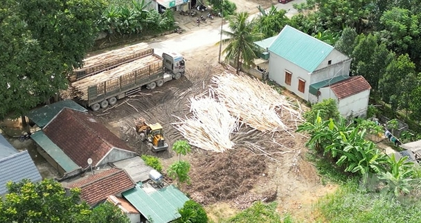 'Nội chiến' vùng keo nguyên liệu: [Bài 2] Kẻ ăn không hết, người lần chẳng ra
