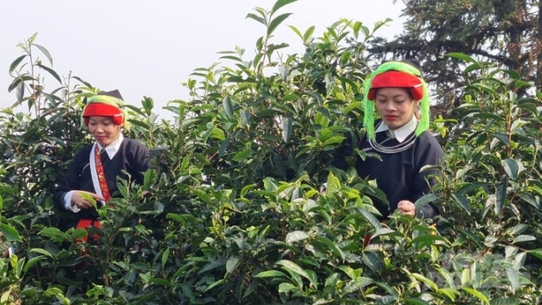 Cây bản địa nuôi khát vọng làm giàu