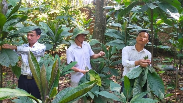 Trồng dược liệu dưới tán rừng, thu nhập nhân đôi