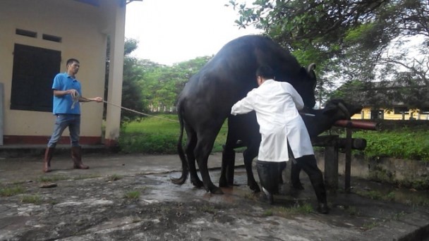 Tuyệt kỹ thụ tinh nhân tạo cho trâu