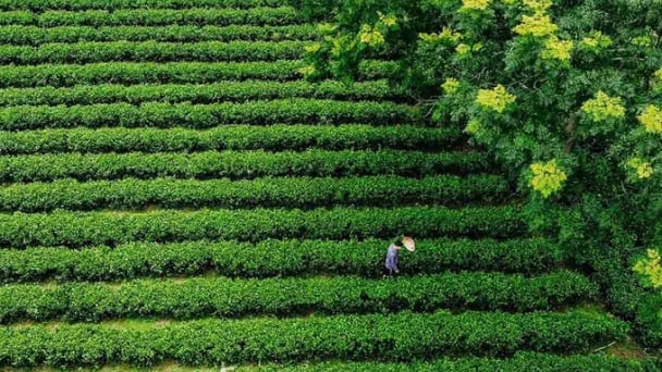 ‘Thủ đô gió ngàn’ và hành trình nông nghiệp hữu cơ từ những lá chè