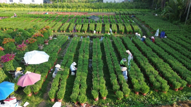 Khoảng 9 - 10 triệu sản phẩm hoa kiểng ở Chợ Lách tung ra thị trường Tết
