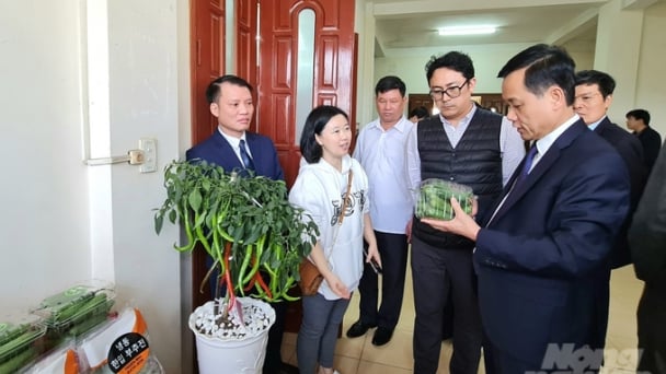 Tuyên Quang hoàn thành hơn 87% kế hoạch Đề án trồng 1 tỷ cây xanh