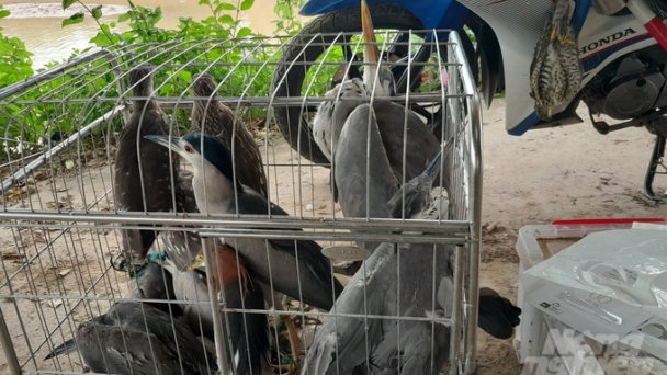 Nam Định truy quét 'đầu nậu' buôn bán, vận chuyển chim hoang dã