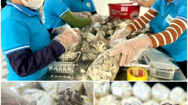 Chuyên trồng các loại nấm, mỗi năm lãi khoảng 500 triệu đồng
