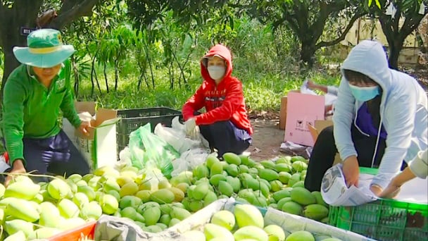 Giống xoài cát đặc sản trứ danh ‘đất Chín Rồng’